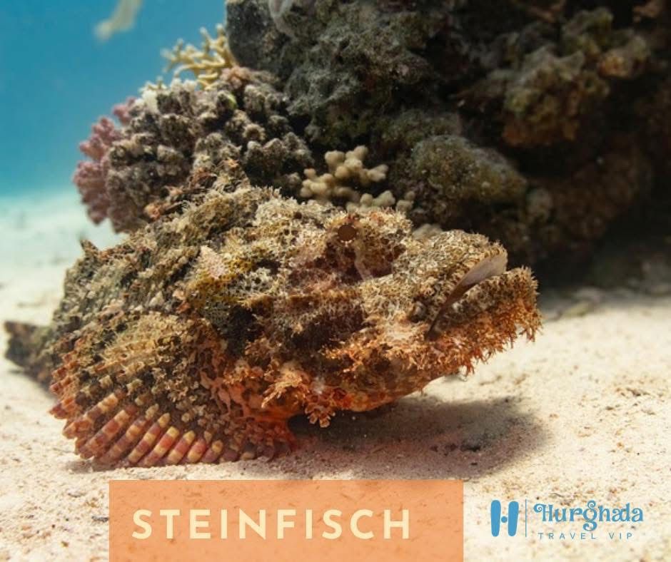 Steinfisch