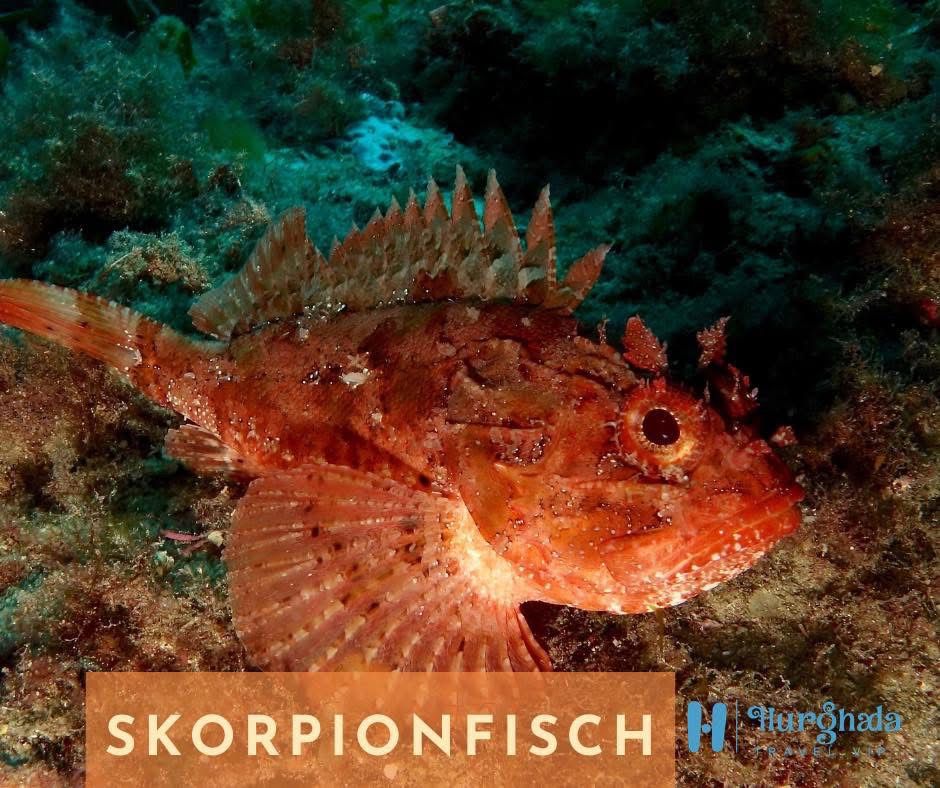 Skorpionfisch
