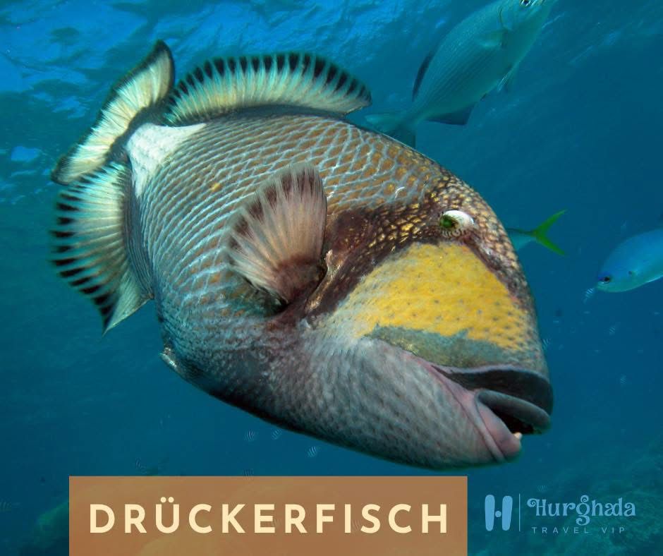 Drückerfisch