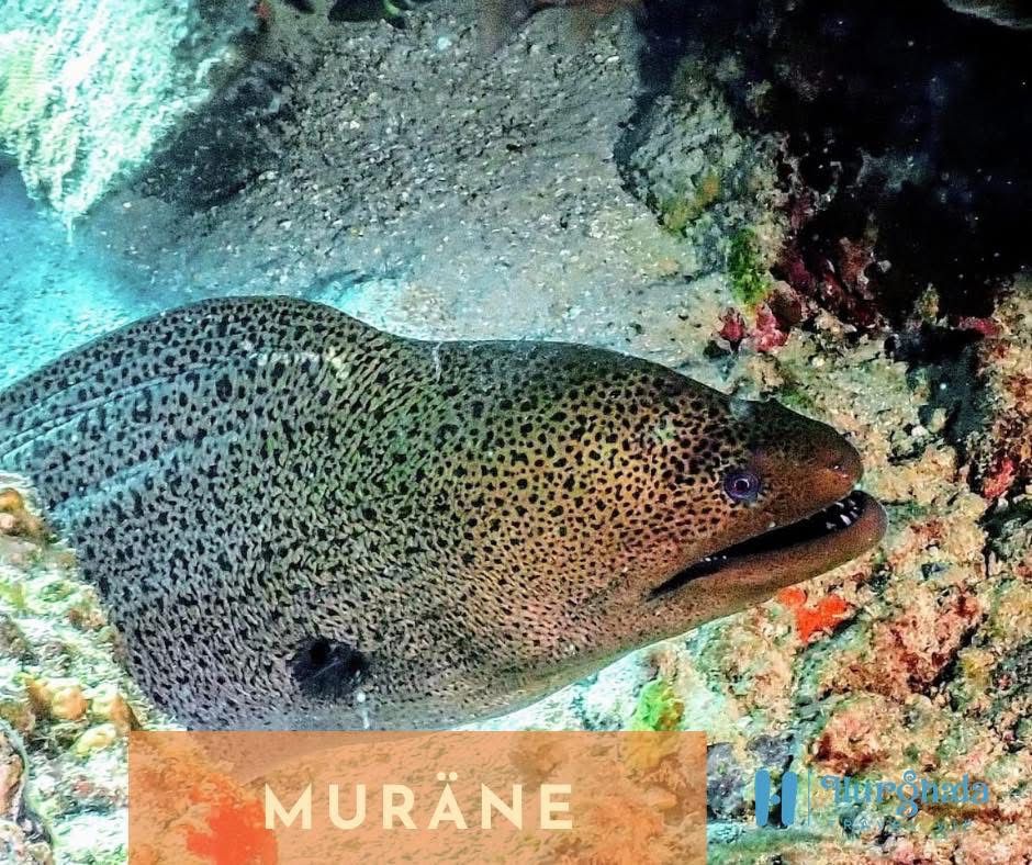 Muräne