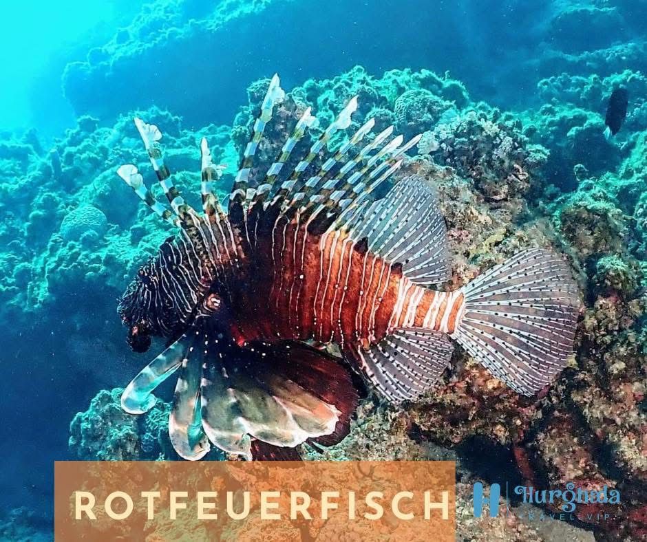 Rotfeuerfisch